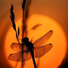 2 ряда зубов — пасть акулы