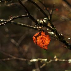 История про билетик… Чувство вины – откуда оно